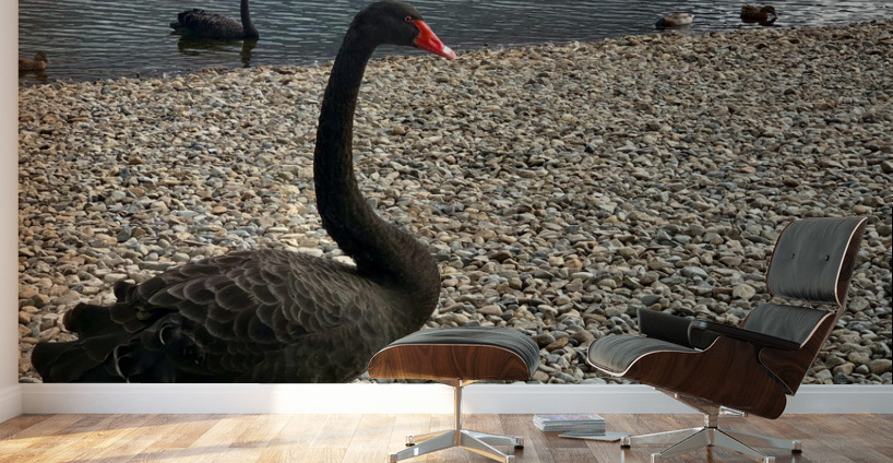 Black Swan by the Lake Wall Murals