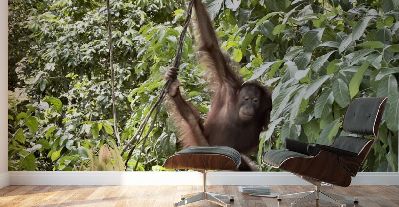 Kabili Sepilok Forest Reserve Orangutans 1 Wall Murals