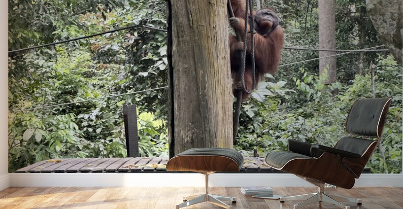 Kabili Sepilok Forest Reserve Orangutans 2 Wall Murals