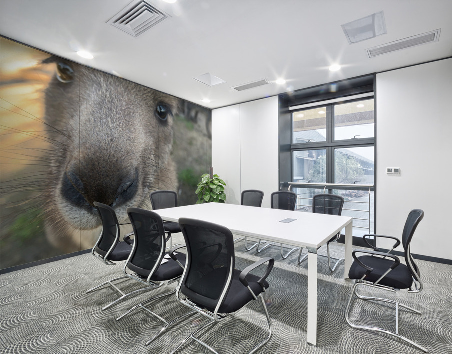 Kangaroo Close Up Wall Printing