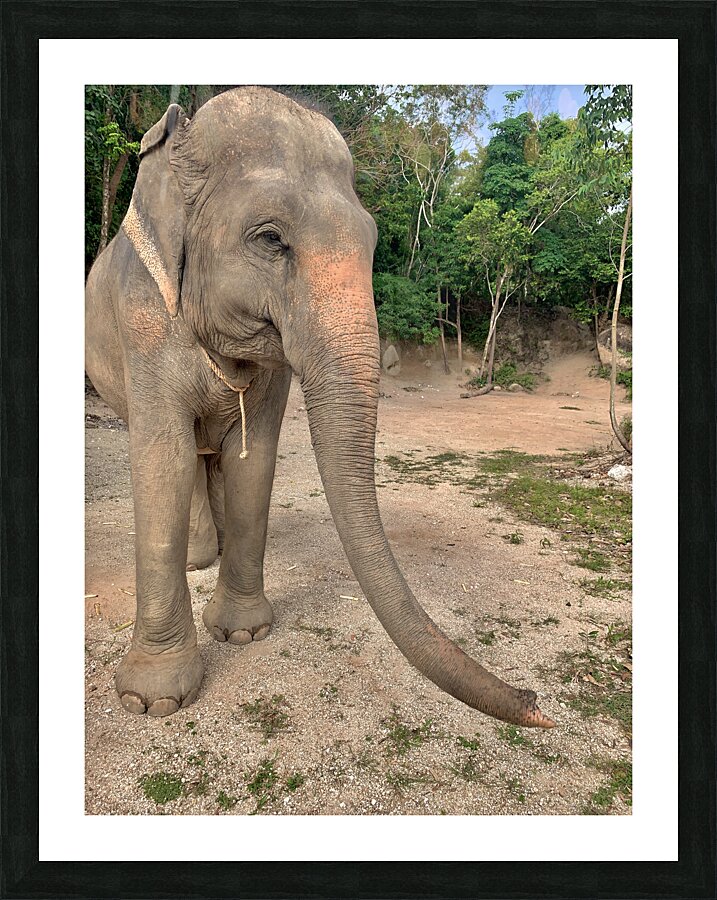 Elephant Trunk Sideways  Framed Print Print