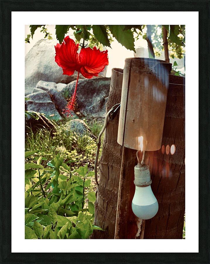 Red Flower & Homemade Lamp in Thailand  Framed Print Print