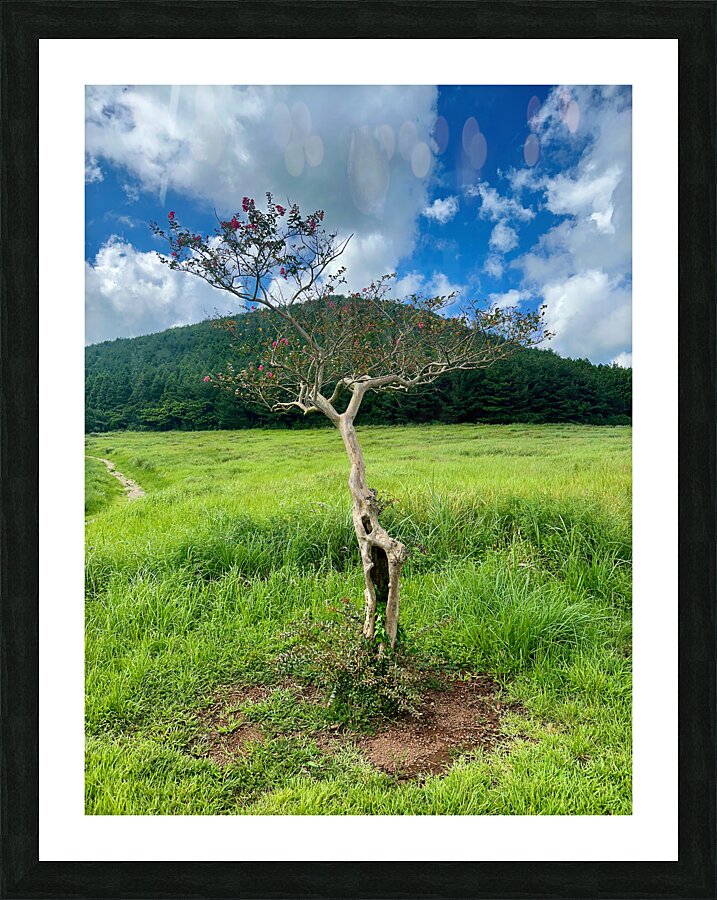 The Tree Jeju South Korea  Framed Print Print