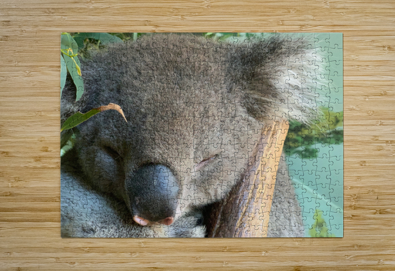 Sleep Well Koala Jimmy Roy Photos Puzzle printing