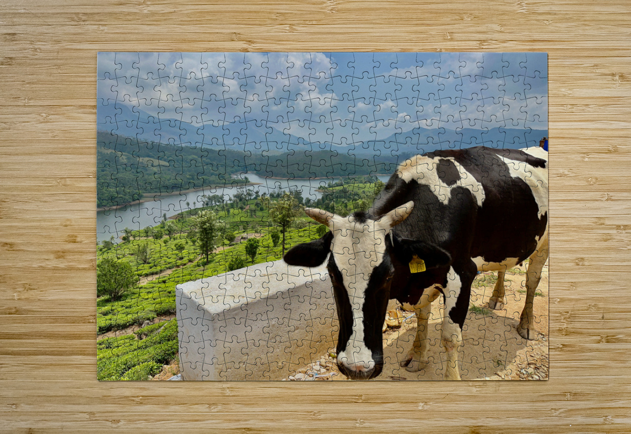 Cow with a View Jimmy Roy Photos Puzzle printing
