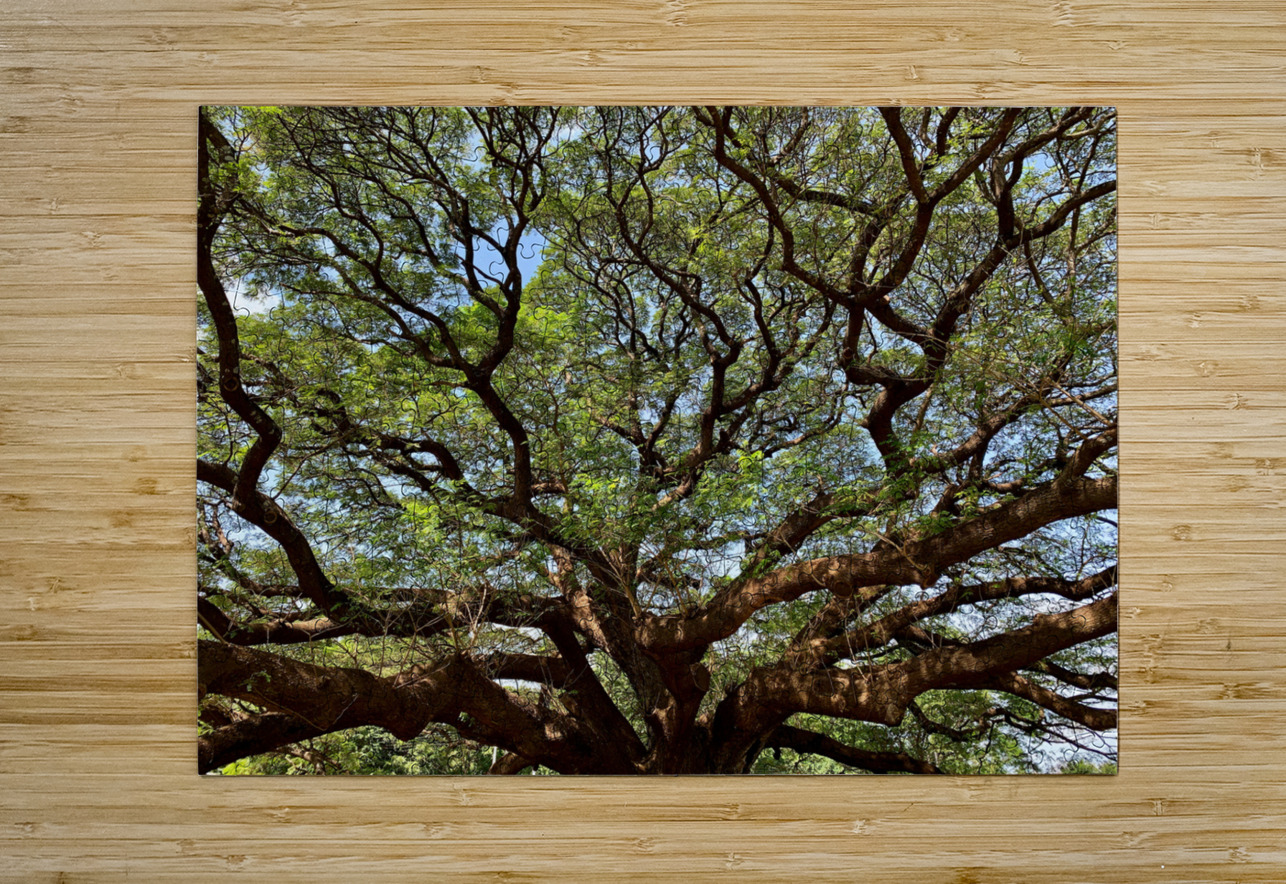 All the Branches Jimmy Roy Photos Puzzle printing