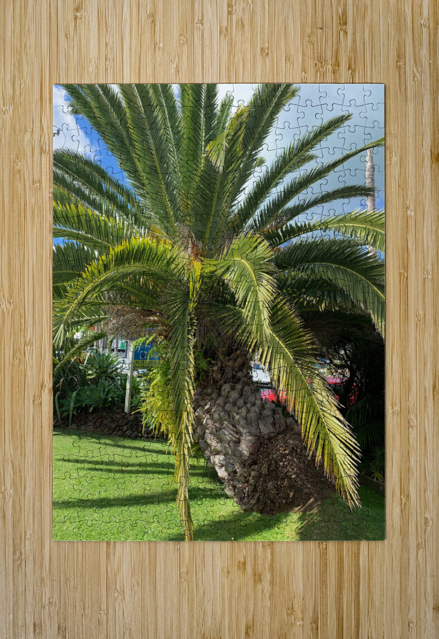 Baby Palm Tree Jimmy Roy Photos Puzzle printing