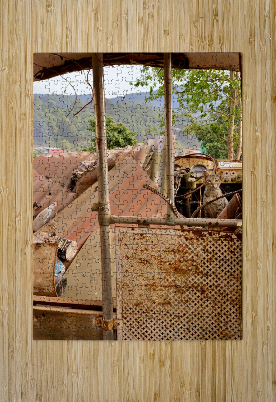 The Cat Living in the Ambulance Jimmy Roy Photos Puzzle printing