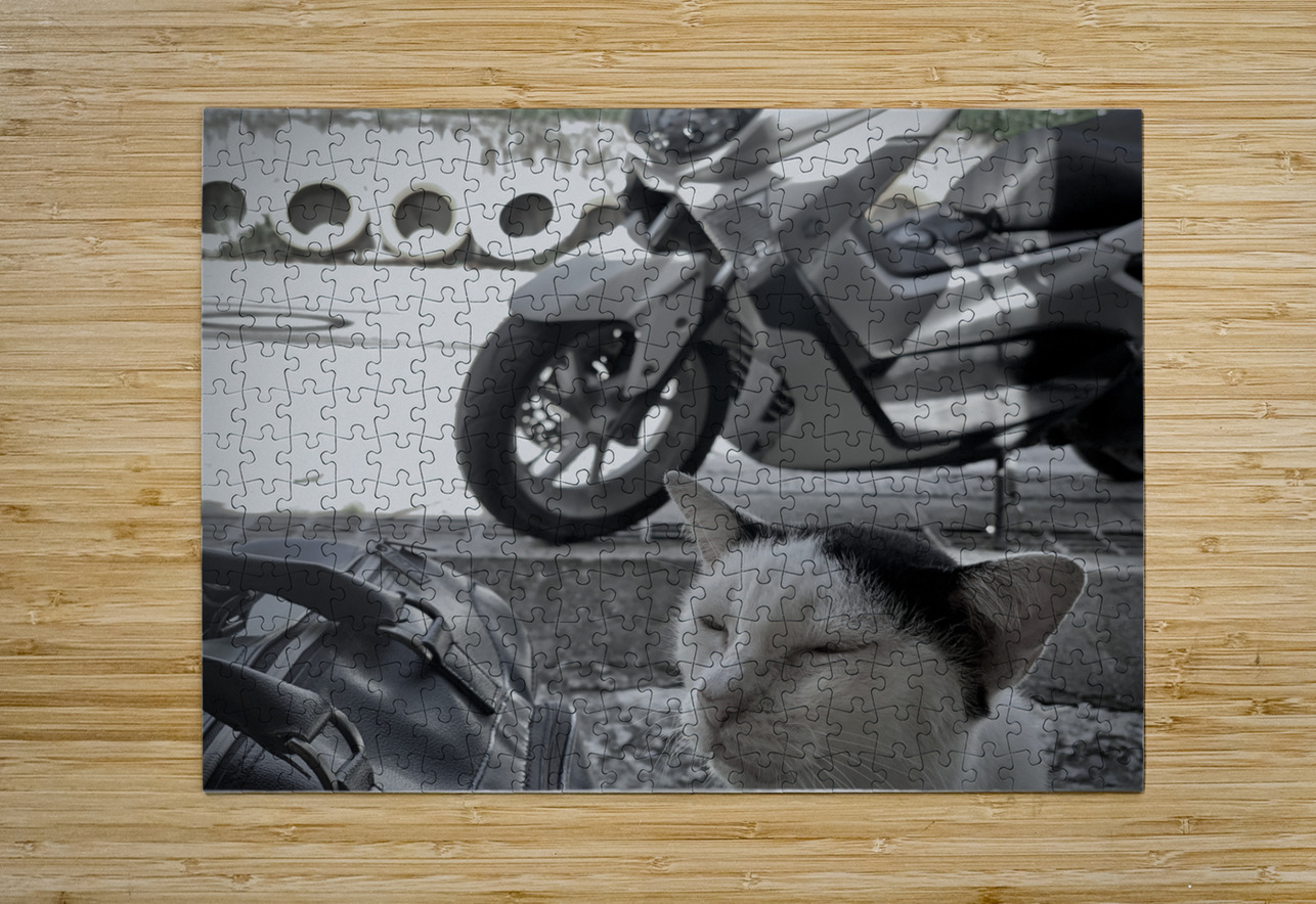 I Closed my Eyes Again   Cat Jimmy Roy Photos Puzzle printing