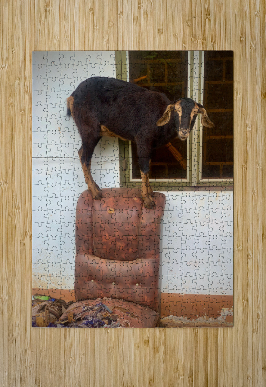 Goat on a Seat Jimmy Roy Photos Puzzle printing