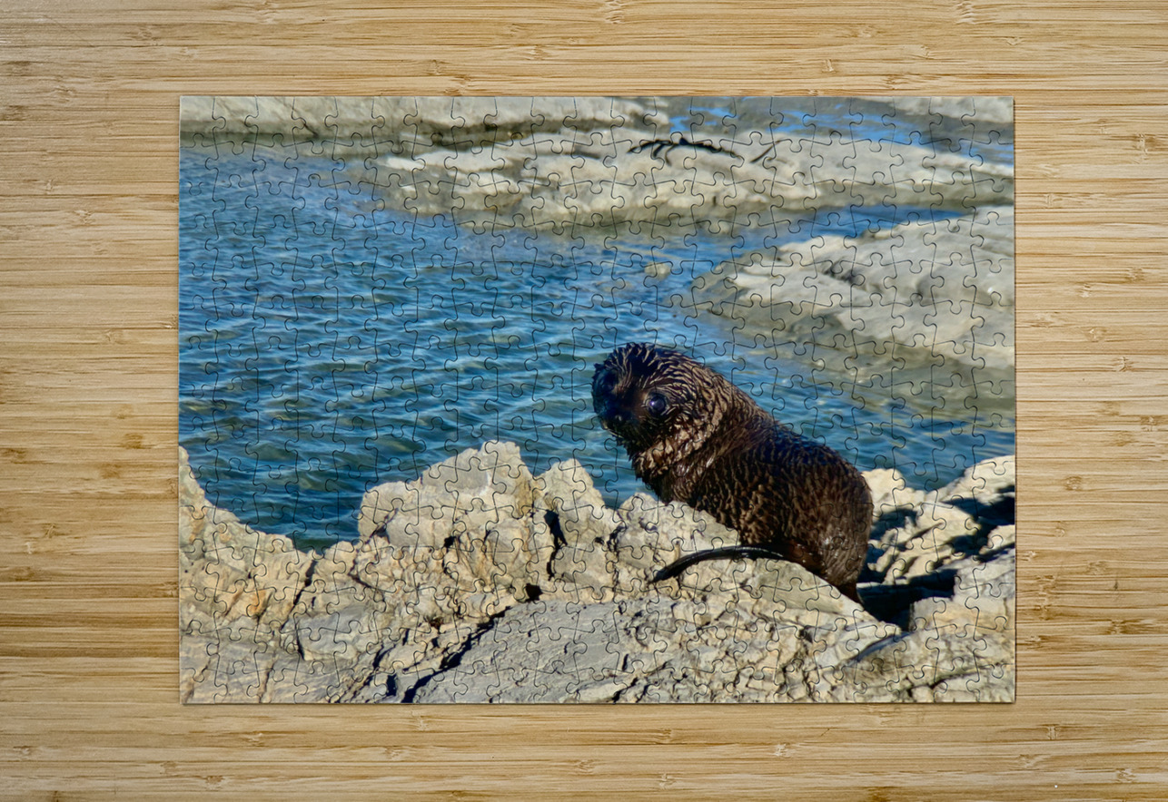 Seal Looking Back at You Jimmy Roy Photos Puzzle printing