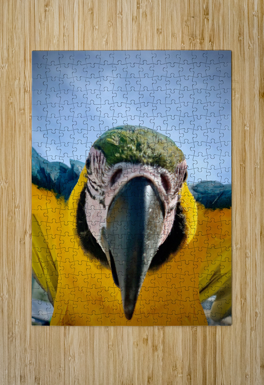 Macaws Close up Jimmy Roy Photos Puzzle printing