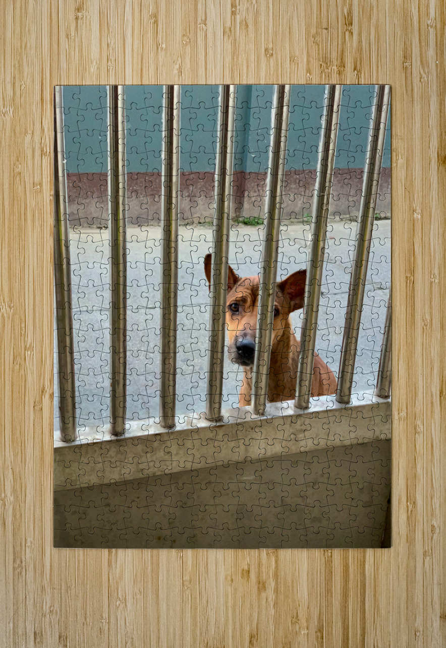 Sad Dog Behind Bars Jimmy Roy Photos Puzzle printing
