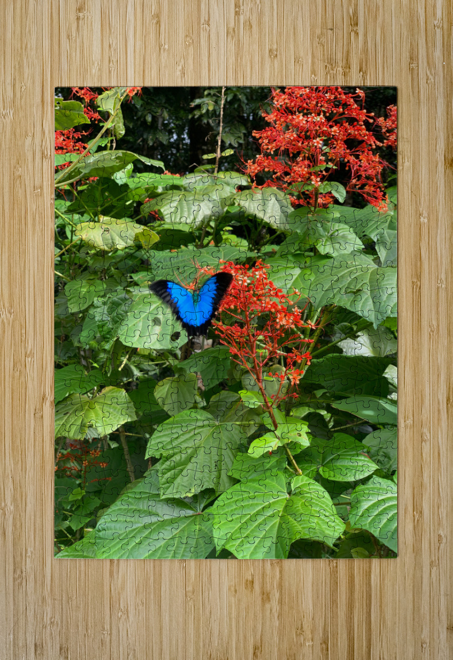 The Blue Butterfly Jimmy Roy Photos Puzzle printing