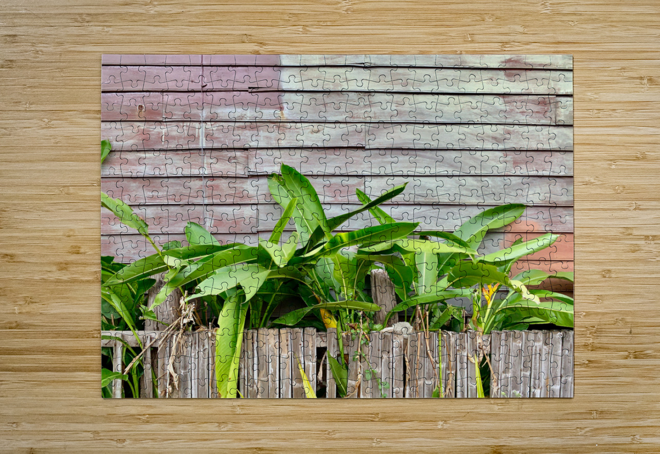 Plants Growing on the Side of the House Jimmy Roy Photos Puzzle printing
