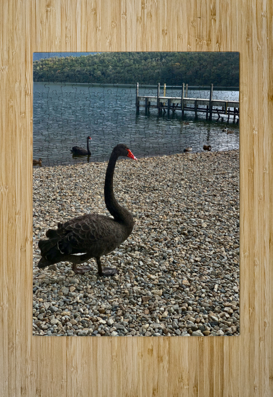Black Swan by the Lake Jimmy Roy Photos Puzzle printing