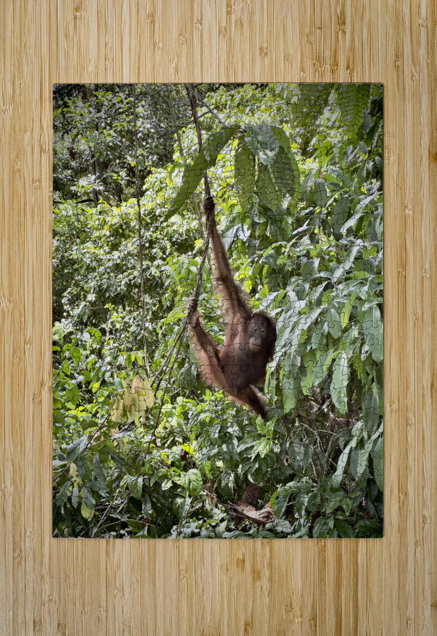 Kabili Sepilok Forest Reserve Orangutans 1 Jimmy Roy Photos Puzzle printing