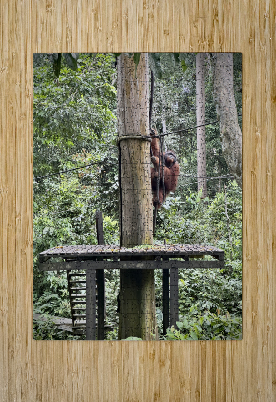 Kabili Sepilok Forest Reserve Orangutans 2 Jimmy Roy Photos Puzzle printing