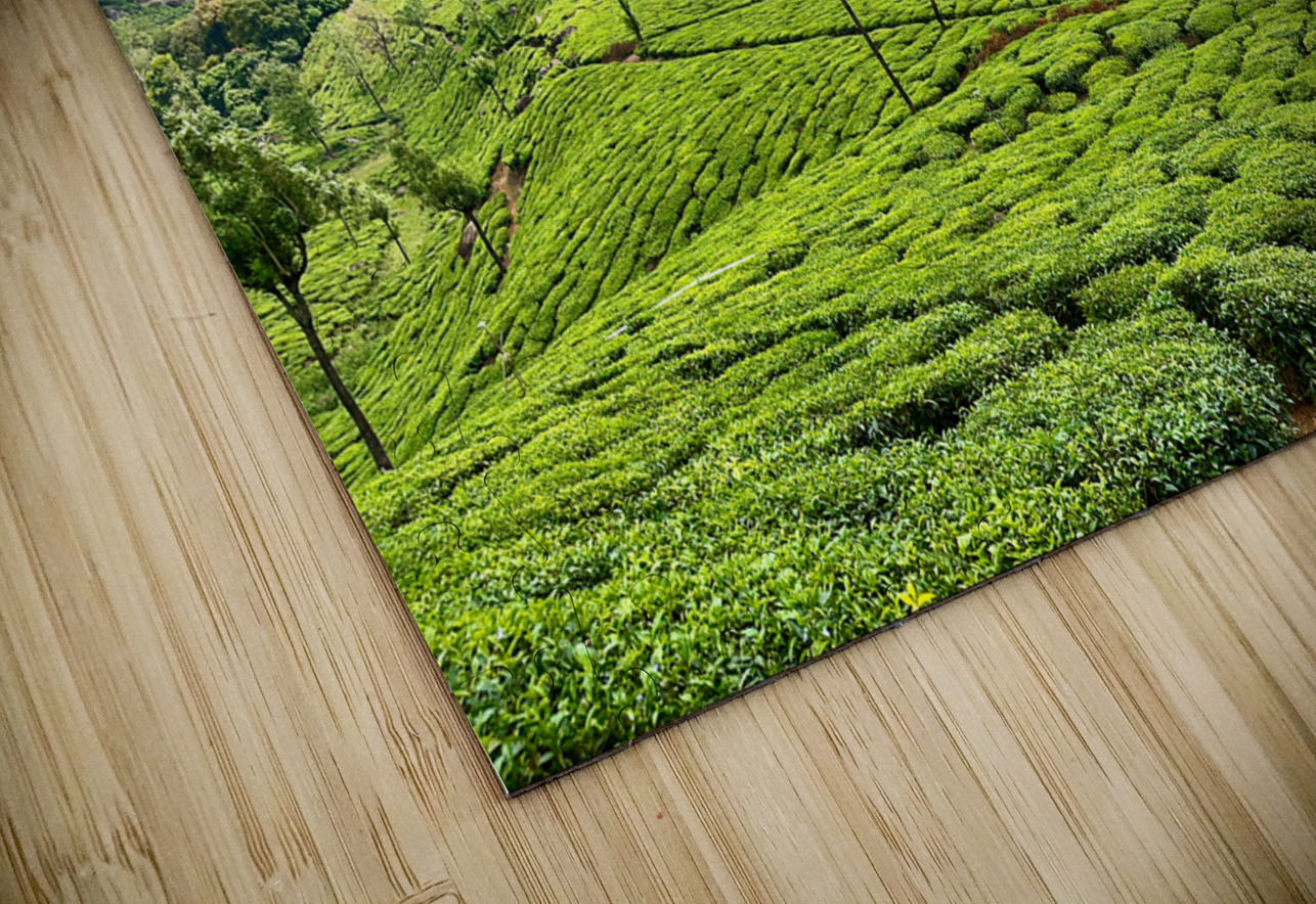Tea Plantations 2 Jimmy Roy Photos Puzzle