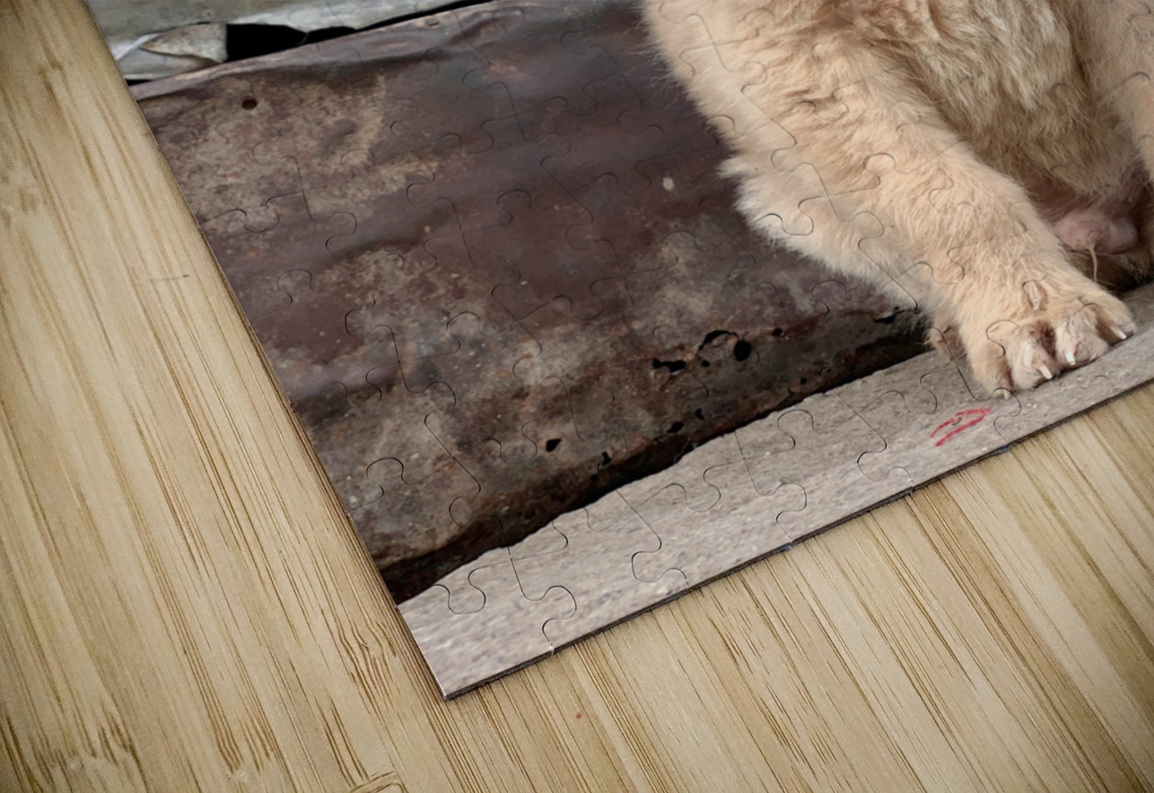 Cutest Puppy Ever Posing Jimmy Roy Photos Puzzle