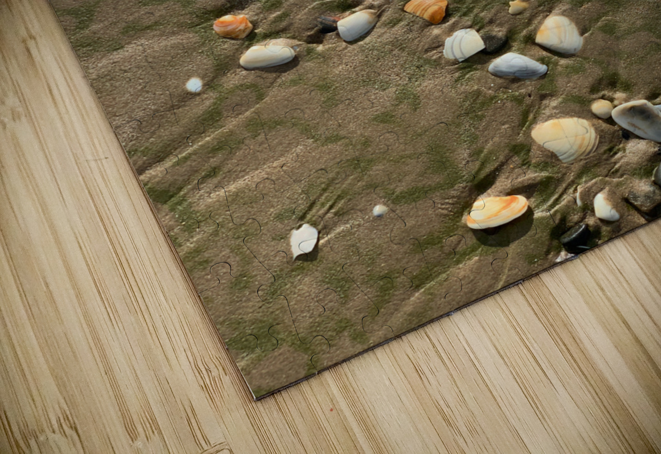 Seashells in the Sand Jimmy Roy Photos Puzzle