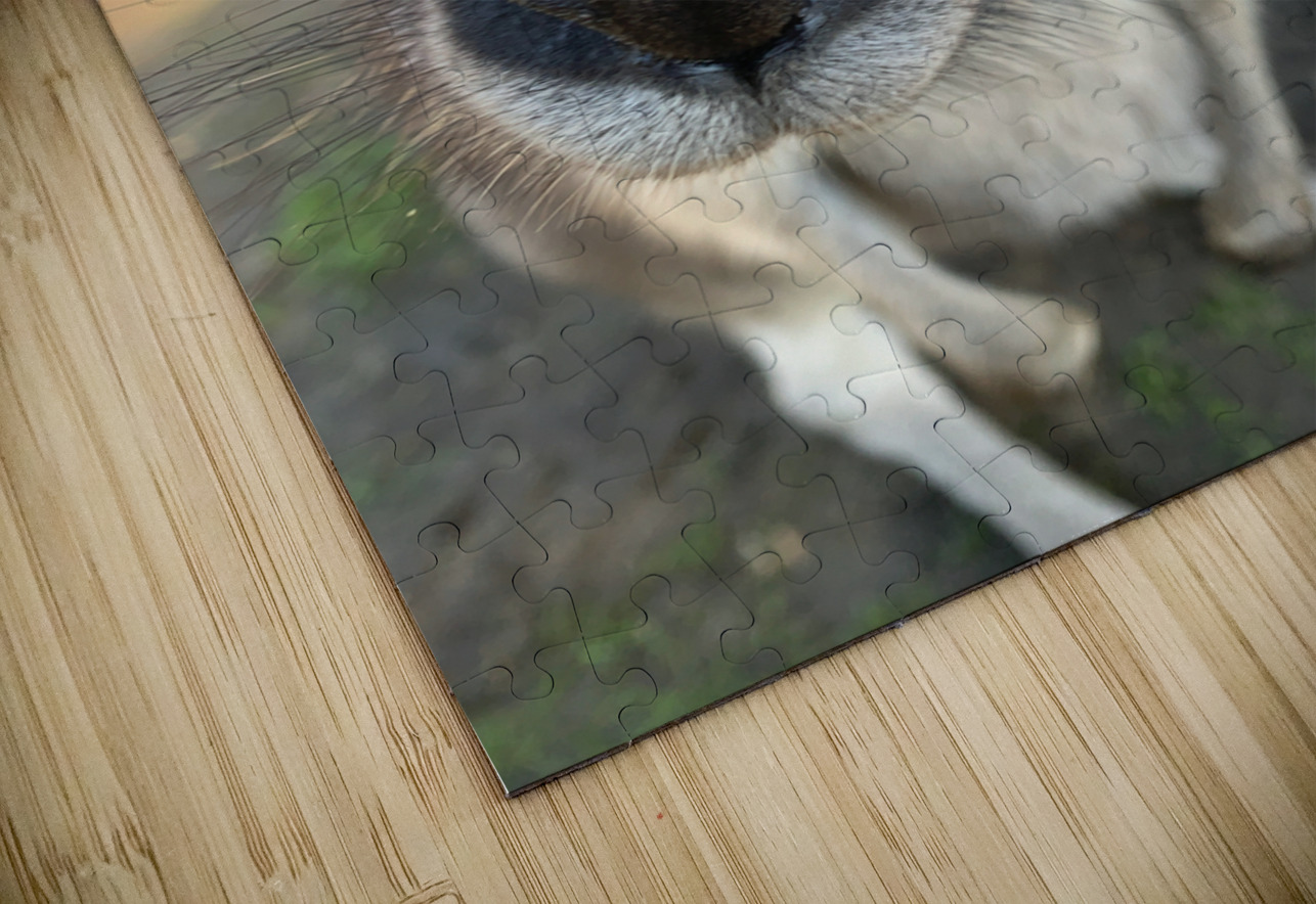 Kangaroo Close Up Jimmy Roy Photos Puzzle