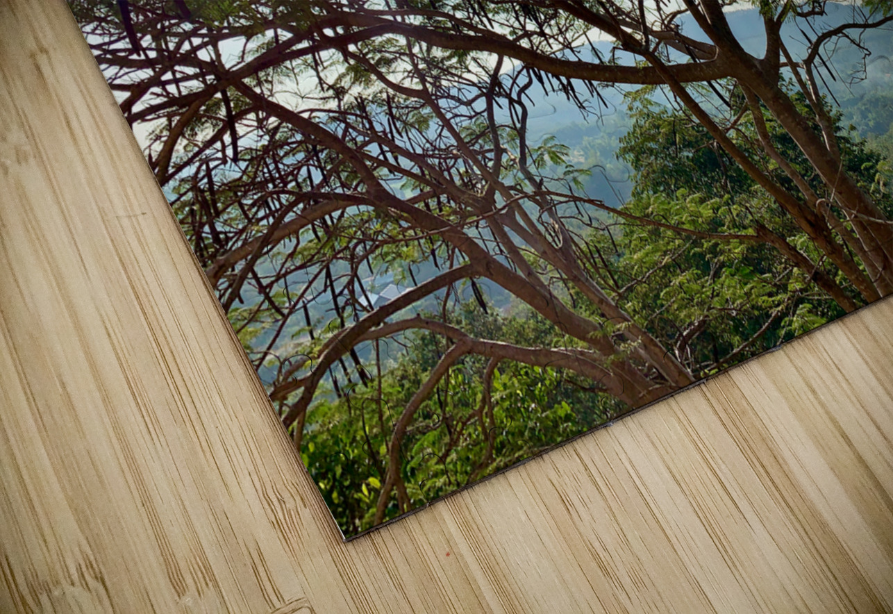 Sun Through the Tree Jimmy Roy Photos Puzzle