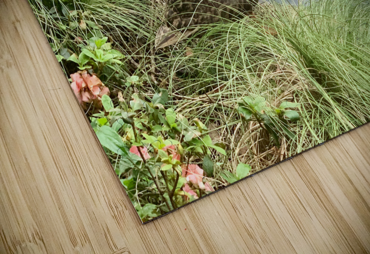 Duck Ready to Fly Jimmy Roy Photos Puzzle