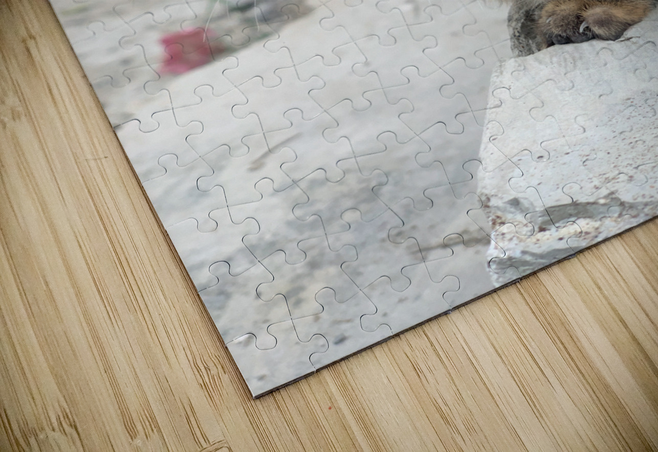 Cute Kitty Jimmy Roy Photos Puzzle