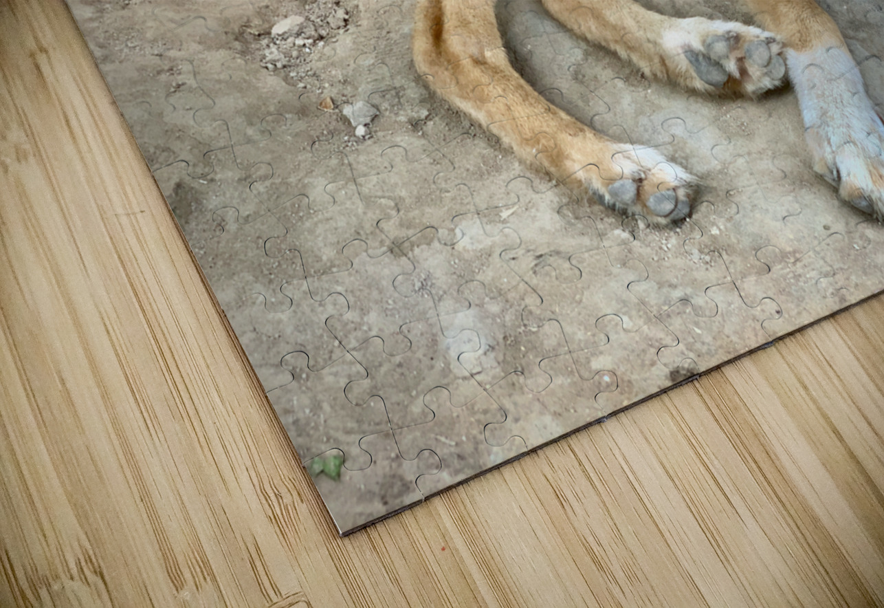 Cute Puppy Jimmy Roy Photos Puzzle