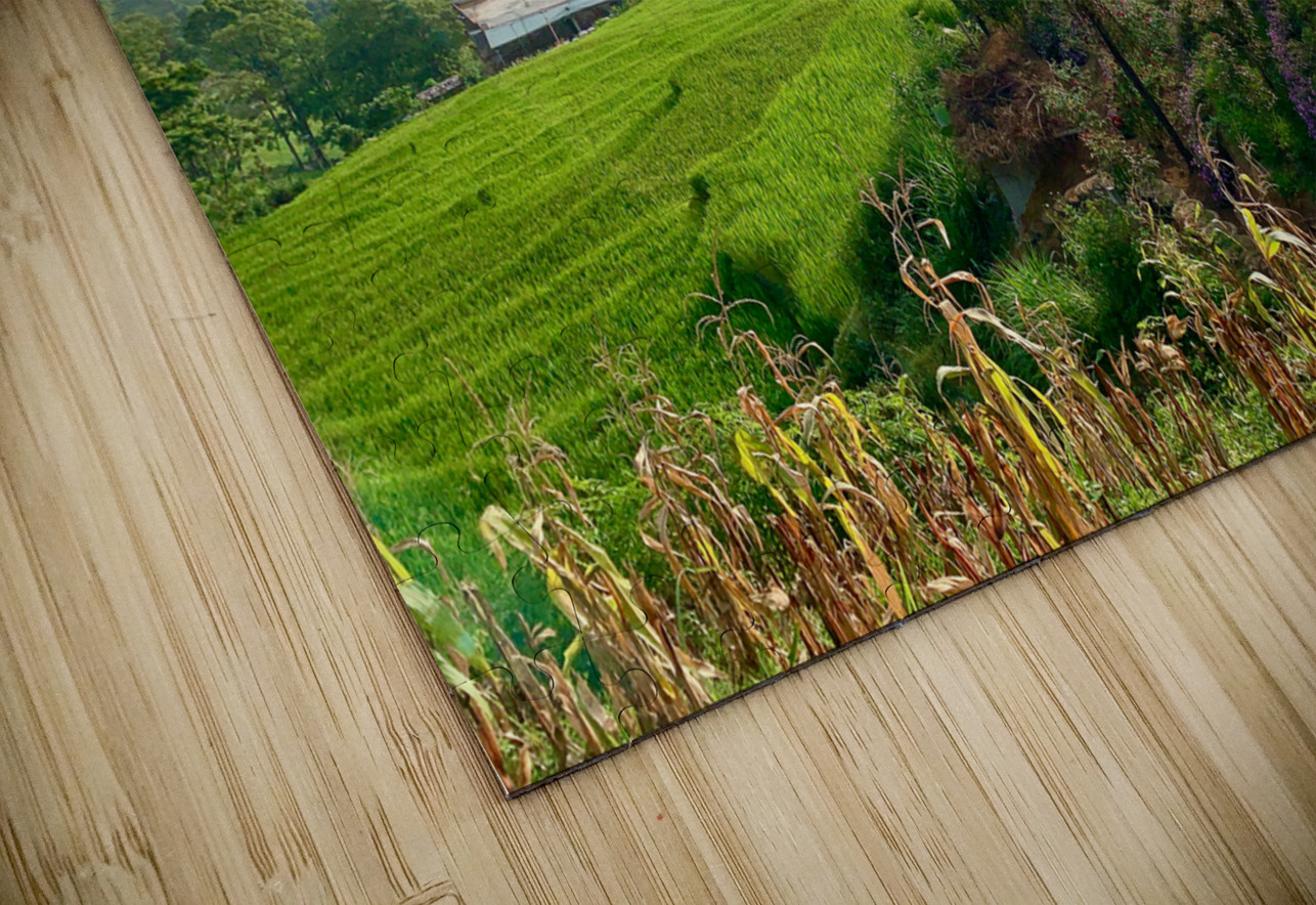 Dreamy Sunset on the Rice Fields Jimmy Roy Photos Puzzle