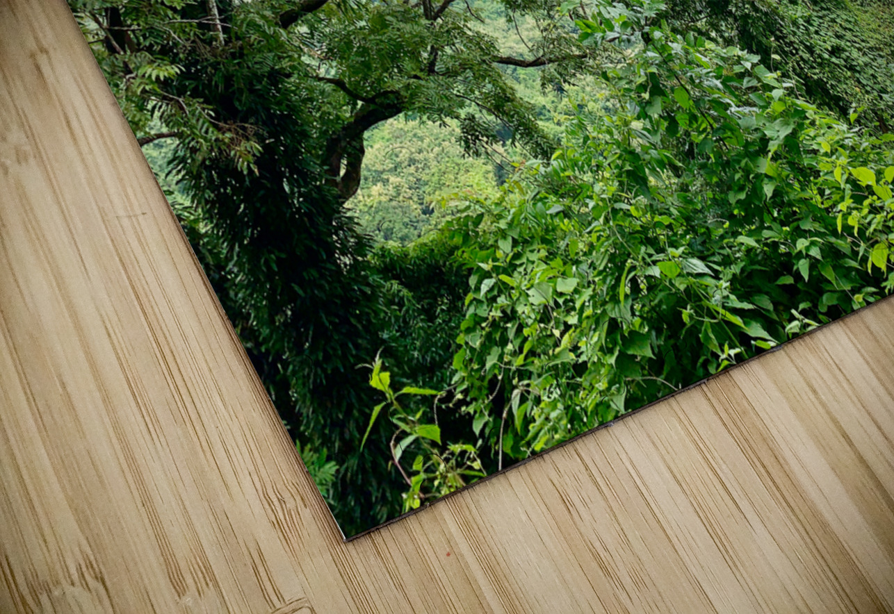 Jungle View Jimmy Roy Photos Puzzle