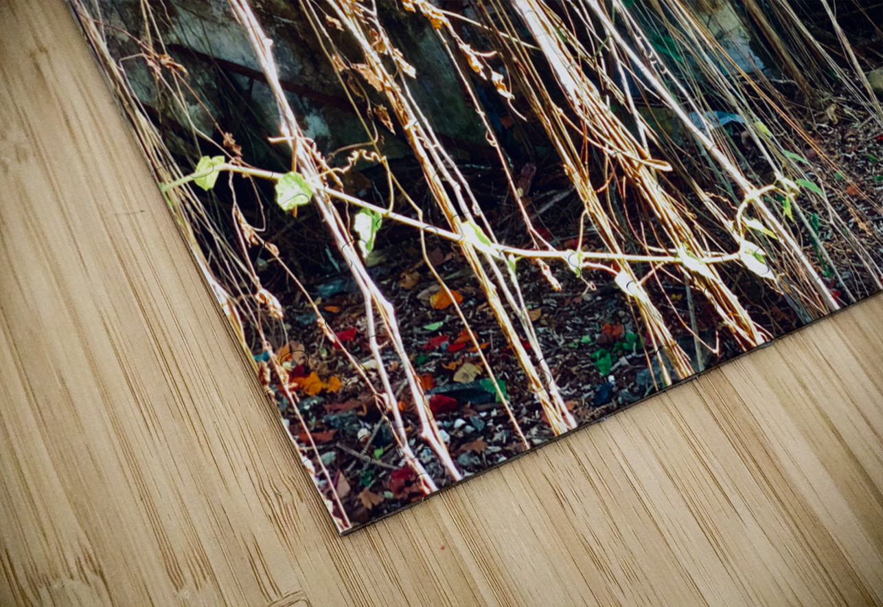 Find the Entrance Jimmy Roy Photos Puzzle