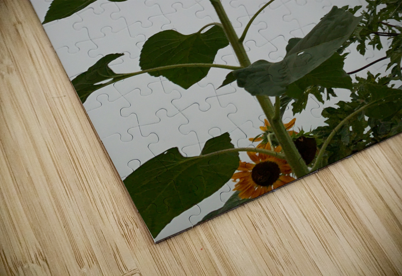Mysterious Sunflower Jimmy Roy Photos Puzzle