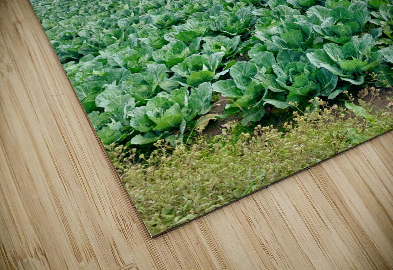 Little Cabbage House Jimmy Roy Photos Puzzle