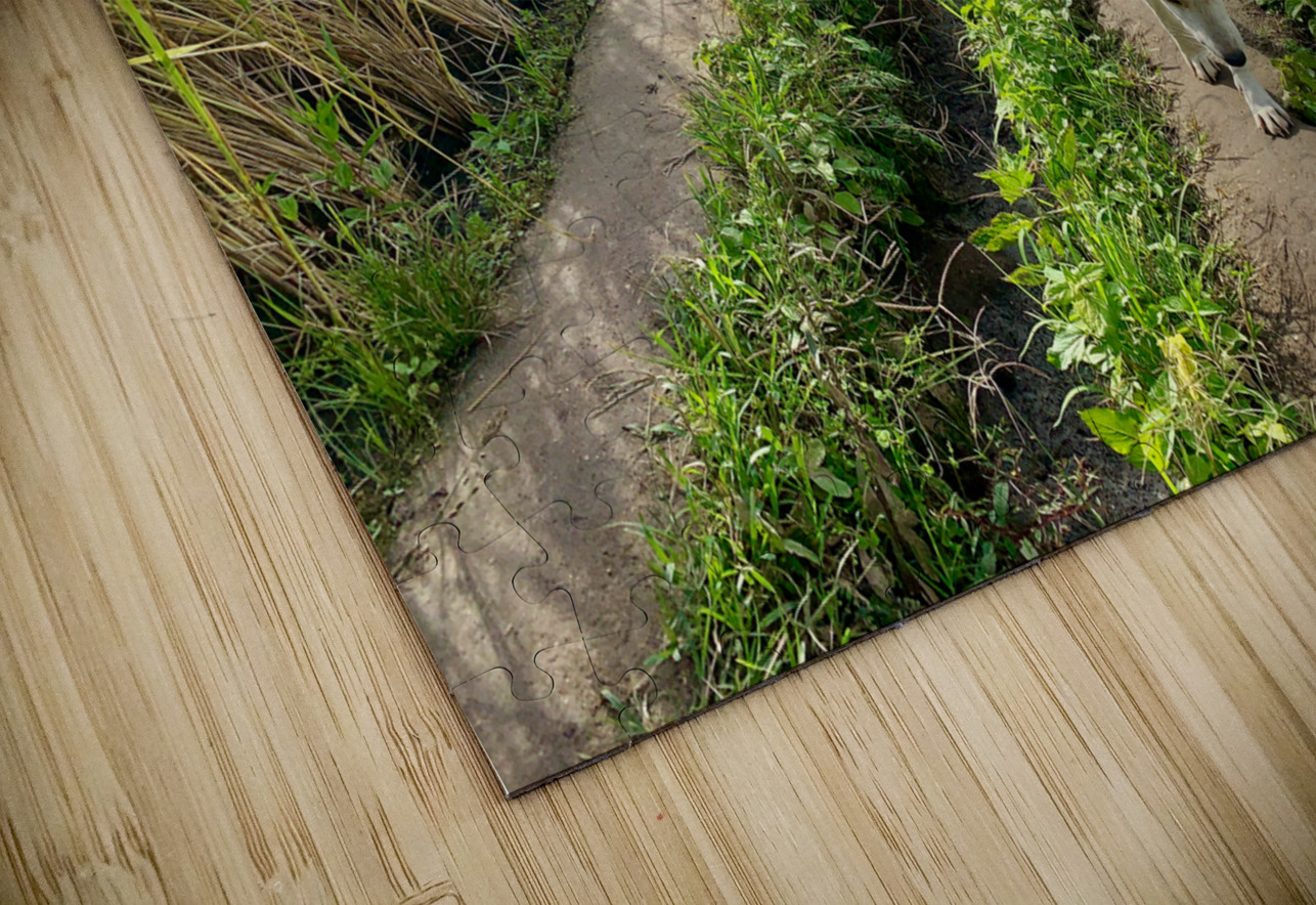 Vagabond Dog Jimmy Roy Photos Puzzle