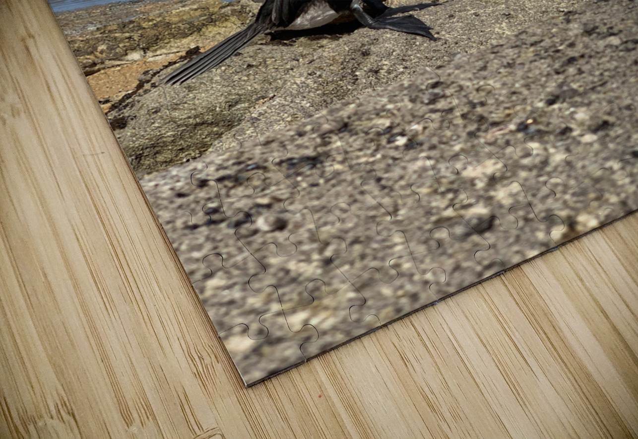 Bird Looking Straight Ahead Jimmy Roy Photos Puzzle