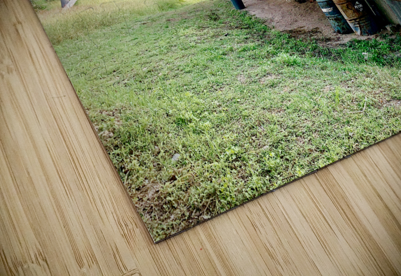 Big Rusty Shack Coconut Jimmy Roy Photos Puzzle