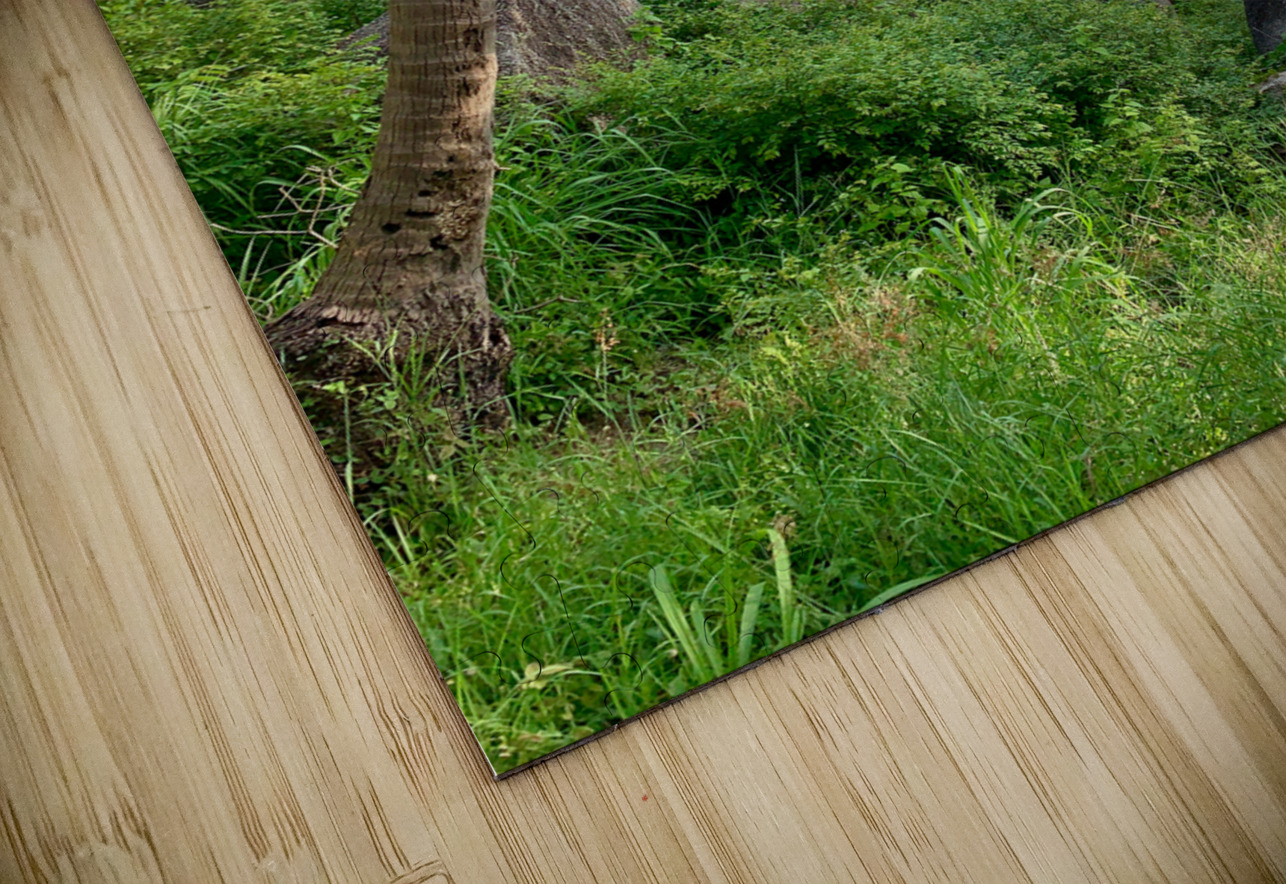 Hidden Gem Bungalow Jimmy Roy Photos Puzzle