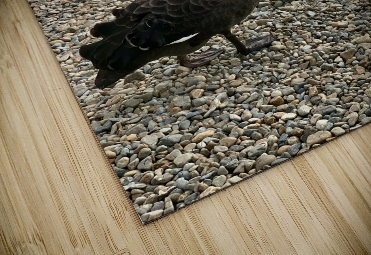 Black Swan by the Lake Jimmy Roy Photos Puzzle