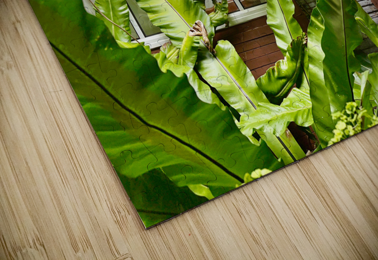 Maboul Island 19 Jimmy Roy Photos Puzzle