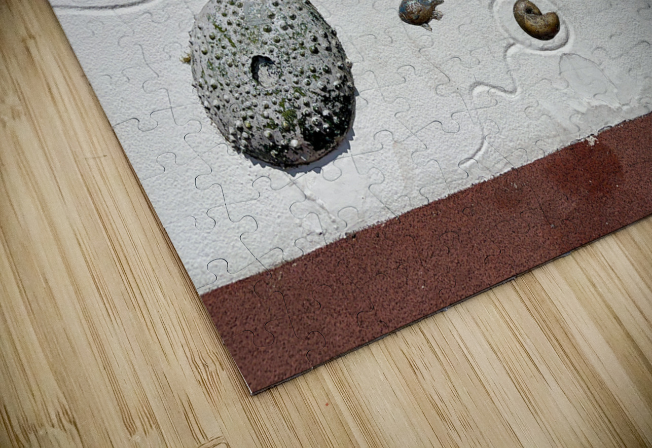 Boardwalk Jeju South Korea 2 Jimmy Roy Photos Puzzle