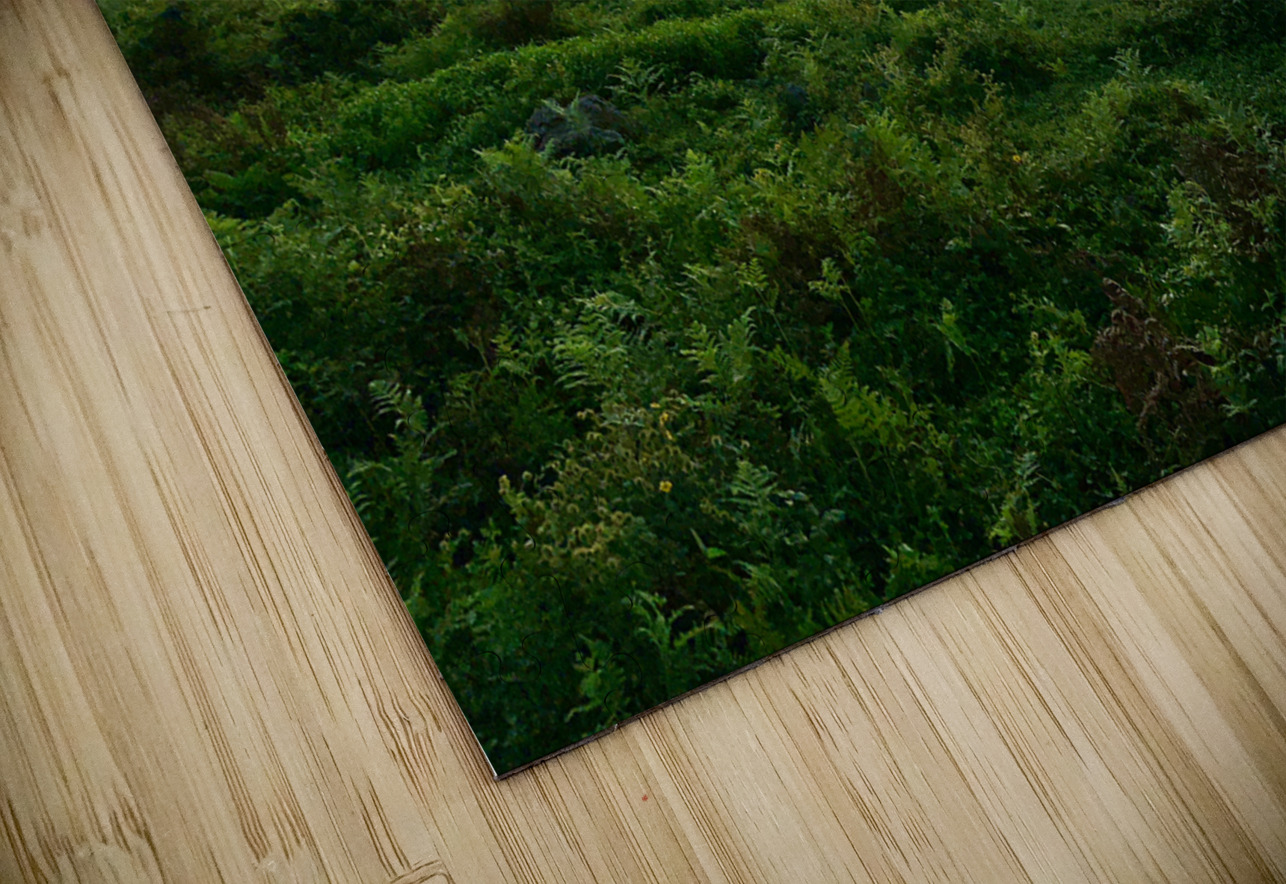 A Horse at Sunrise Jeju South Korea Jimmy Roy Photos Puzzle