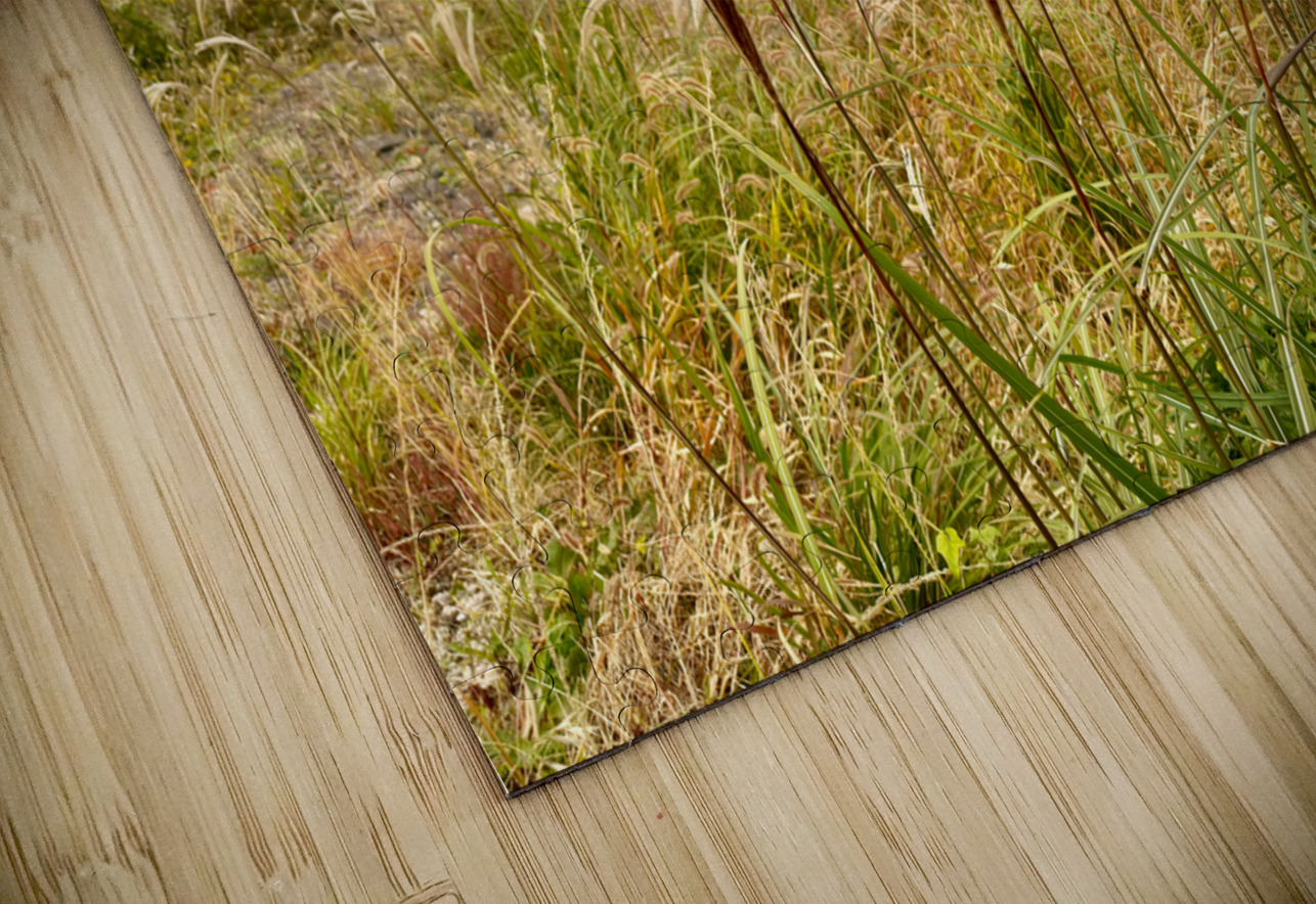 Stone Park Jeju South Korea 10 Jimmy Roy Photos Puzzle