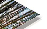 Through the Trees 2 HD Metal print