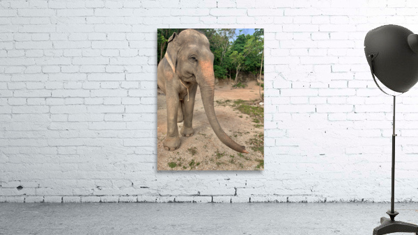 Elephant Trunk Sideways by Jimmy Roy Photos