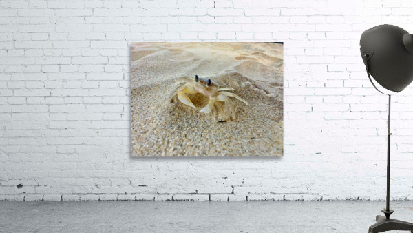 Crab on the Beach 2 Wall Preview