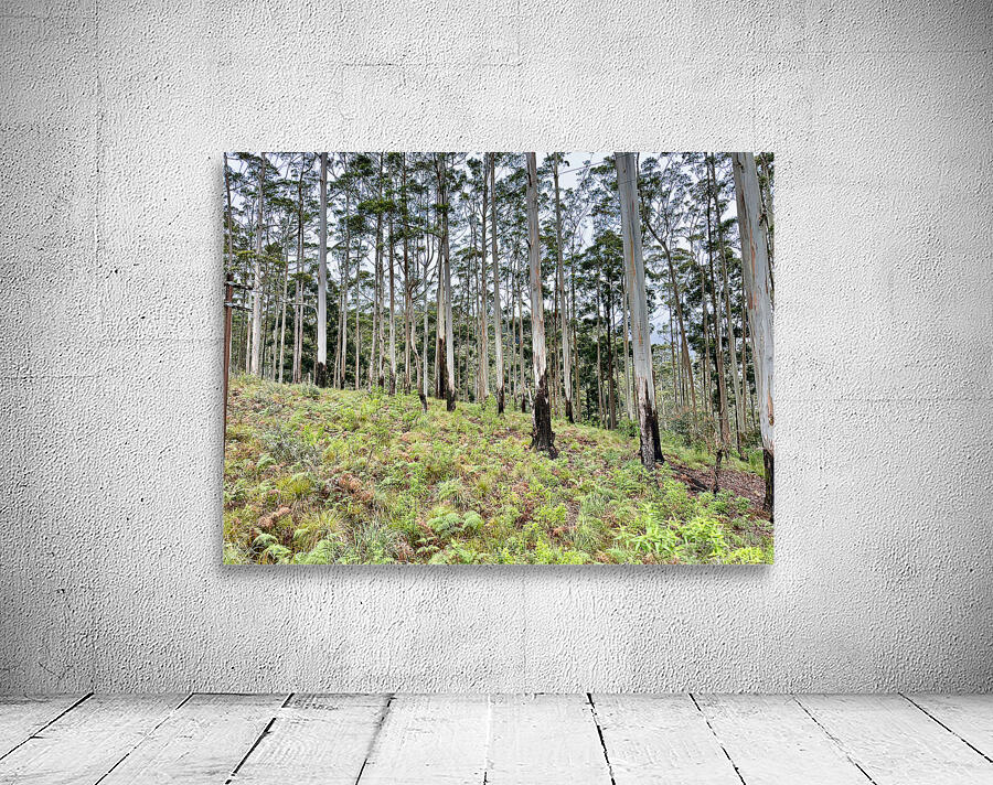White Trees by Jimmy Roy Photos