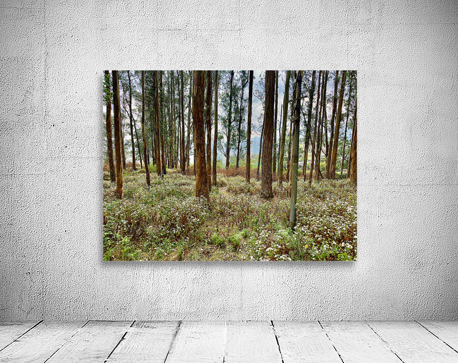 Through the Trees 2 by Jimmy Roy Photos