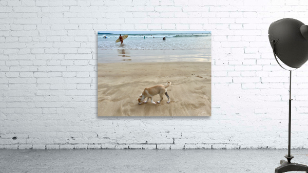 Puppy Walking on the Beach by Jimmy Roy Photos